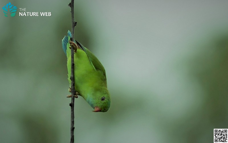 Indian Lorikeet